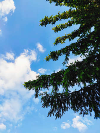 beautiful christmas tree on a background of blue summer sky with cloudsの写真素材