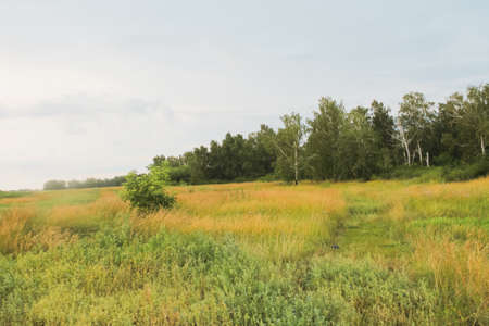 autumn grass and trees, beautiful autumn landscape