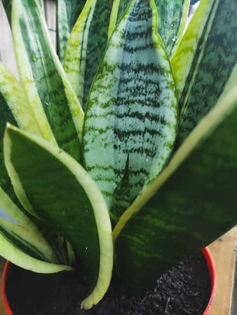 beautiful indoor flower sansevieria in a potの写真素材