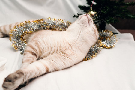 cute cat playing with festive christmas tinsel