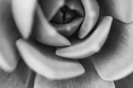 indoor plant close-up, potted sacculent, monochrome out of focus photoの写真素材