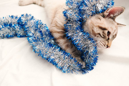 cute cat playing with festive christmas tinselの写真素材