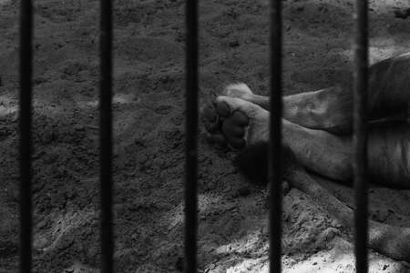 lion and tail paws close-up behind bars in the zoo