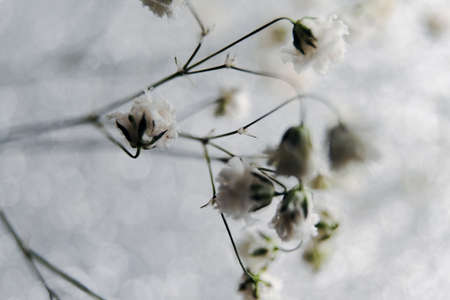 white gypsophila flower on white background in blurの写真素材