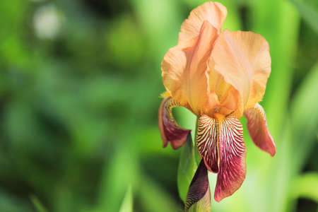 beautiful iris flower close-up on a background of greeneryの写真素材