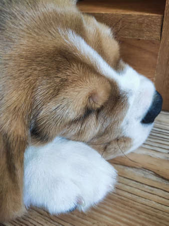 little beagle puppy is sleeping, pet is resting at homeの写真素材