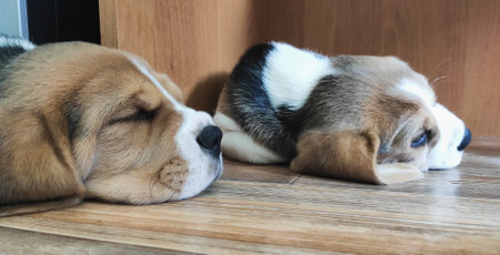 cute beagle puppy lying on the floorの写真素材