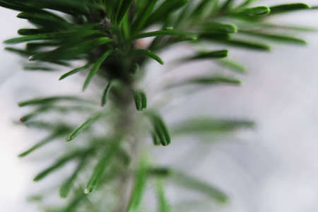 beautiful green Christmas tree branch macro photoの写真素材