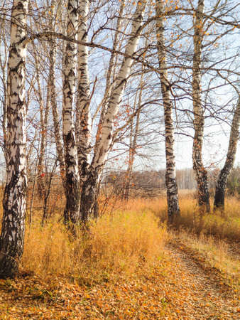 autumn birch forest strewn with yellow foliageの写真素材