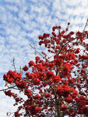 bunches of red rowan berries against a blue sky with white cloudsの写真素材