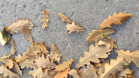 dry yellow autumn leaves on the pavementの写真素材