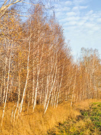 autumn birch forest strewn with yellow foliageの写真素材