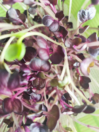 beautiful little sprouts of microgreens in a sprouterの写真素材