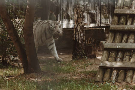 white tiger walks through the aviary, a symbol of the year, beautiful animal