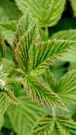 close-up of green raspberry leaves in the garden