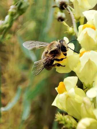 a bee collects nectar and pollen on yellow wildflowers in the field