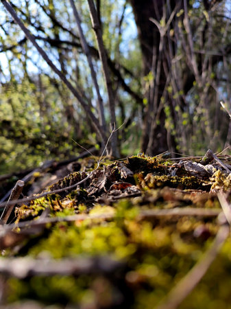 forest landscape in spring. soil in the forest under the trees