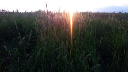 golden wheatの写真素材