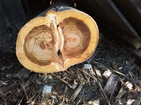 Owl in a tree cutの写真素材