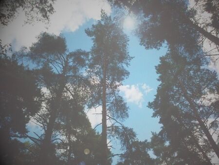 pine forestの写真素材
