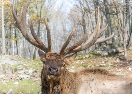 Male Elk Posinng For Youの写真素材