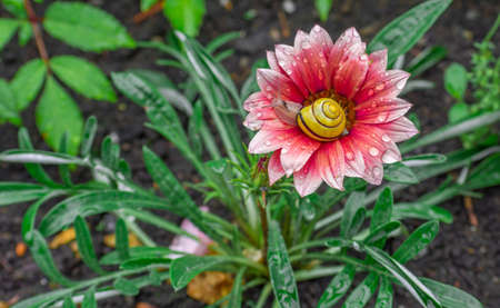 Snail Taking a Sunbath After the Rainの写真素材