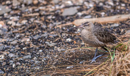 Whimbrel from The Gulf of St. Lawrence at Montreal's Biodome in MOntreal, Quebec, Canada.の写真素材