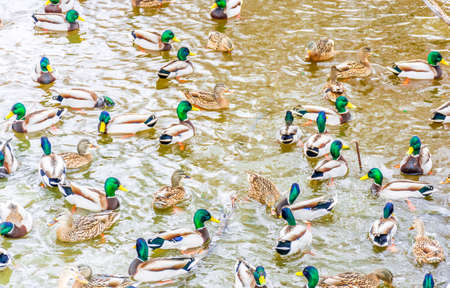 Mallard's Spring Party in a Small Urban Pit in Blainviille, Quebec,  Canadaの写真素材