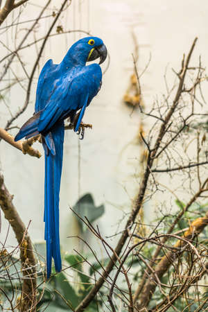 The hyacinth macaw is a large parrot with blue plumage with yellow eyes ring.の写真素材