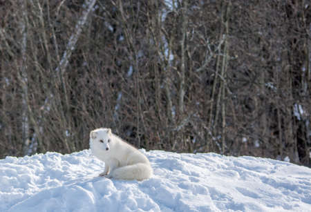 Arctic Fox on a Hill at Omega  Park, Montebello, Quebec, Canadaの写真素材