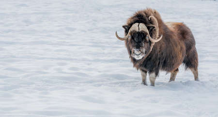 Muskox Looking in Your Eyes, standing in the snow.の写真素材