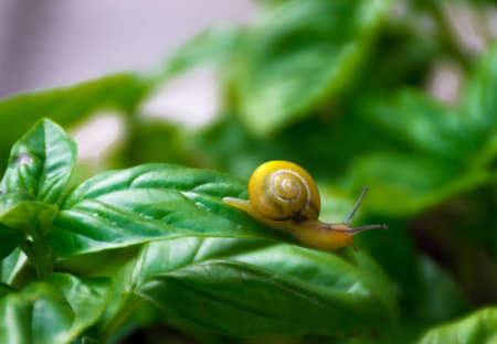 Snail Crowling on Basilic Leafの写真素材