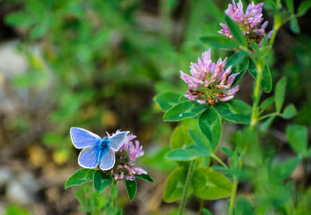 Blue Butterfly on Clover Flowerの写真素材