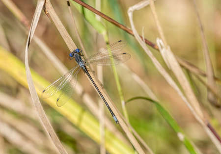Damselfly on the Shore