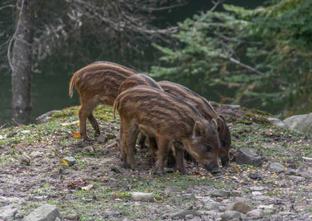 Baby Boars Seeking for Foodの写真素材
