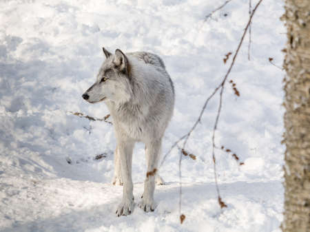Black Wolve Wearing his Winter Fur to play in the snow.の写真素材