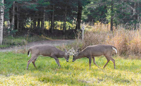 Deers Fighting for Loveの写真素材
