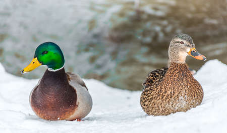 Male and Female Mallard in a Disputeの写真素材
