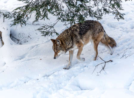 Lonely coyote in winter walk