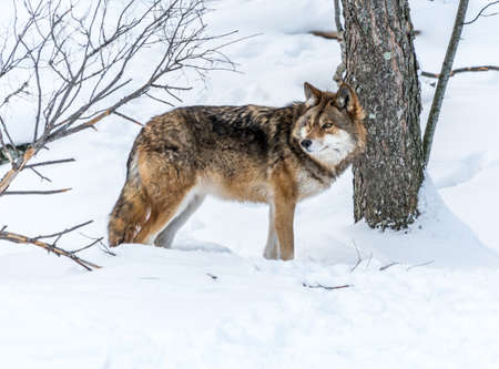 Coyote distracted by no-one-knows-what.の写真素材