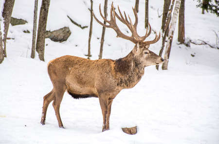 Male Deer Profil View in the Winter Woodland Covered of Snow.の写真素材