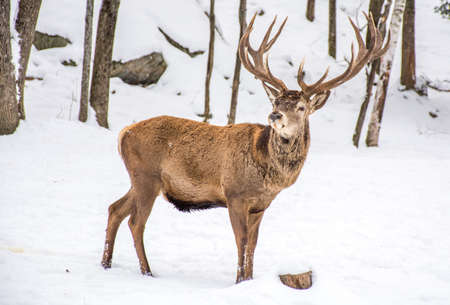 Male Deer  in the Winter Woodland Covered of Snow, Woundering Which Way to Go.の写真素材