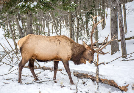 Elk Rattling Next to His Friendの写真素材