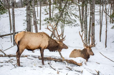 Elk Rattling Next to His Friendの写真素材