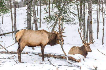 Elk Rattling Next to His Friendの写真素材