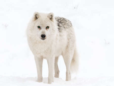 "Look at my Beautiful Green Eyes" said the Arctifc Wolfの写真素材