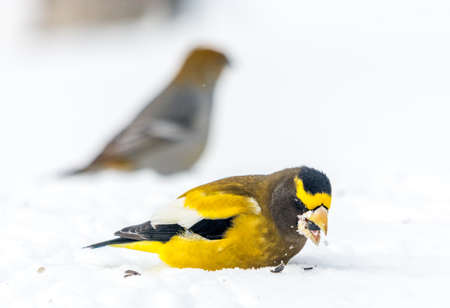 Male Evening GrosbeakBird Celebratig New Year by Minus Twenty Five Degrees Celsiusの写真素材