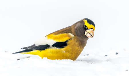 Male Evening GrosbeakBird Celebratig New Year by Minus Twenty Five Degrees Celsiusの写真素材