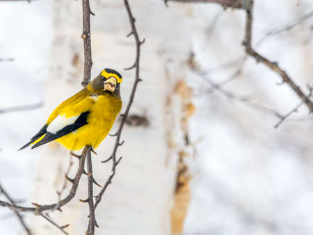 Male Evening GrosbeakBird Celebratig New Year by Minus Twenty Five Degrees Celsiusの写真素材