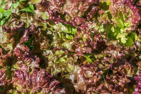 Organic Curly Red Lettuce Leafs, Ste-Anne-des-Plaines, Quebec, Canadaの写真素材